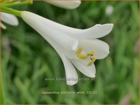 Agapanthus 'Pitchoune White' | Afrikaanse lelie, Kaapse lelie, Liefdesbloem | Schmucklilie | African Lily