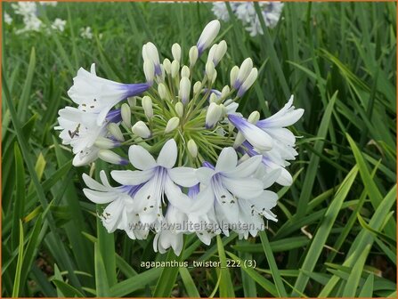 Agapanthus &#039;Twister&#039; | Afrikaanse lelie, Kaapse lelie, Liefdesbloem | Schmucklilie | African Lily