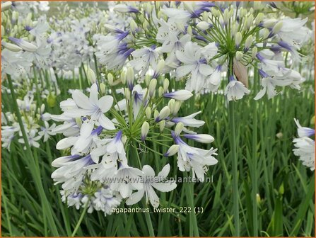 Agapanthus &#039;Twister&#039; | Afrikaanse lelie, Kaapse lelie, Liefdesbloem | Schmucklilie | African Lily