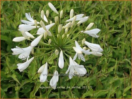 Agapanthus &#039;Vall&eacute;e de Sarthe&#039; | Afrikaanse lelie, Kaapse lelie, Liefdesbloem | Schmucklilie | African Lily