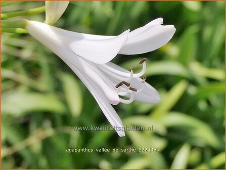 Agapanthus &#039;Vall&eacute;e de Sarthe&#039; | Afrikaanse lelie, Kaapse lelie, Liefdesbloem | Schmucklilie | African Lily