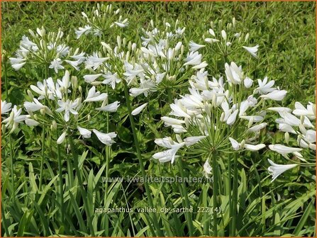 Agapanthus &#039;Vall&eacute;e de Sarthe&#039; | Afrikaanse lelie, Kaapse lelie, Liefdesbloem | Schmucklilie | African Lily