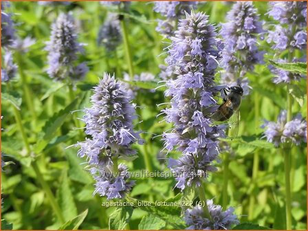 Agastache &#039;Blue Fortune&#039; | Dropplant, Anijsnetel | Duftnessel | Giant Hyssop