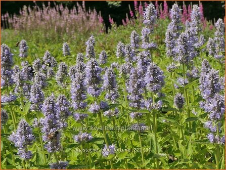 Agastache &#039;Blue Fortune&#039; | Dropplant, Anijsnetel | Duftnessel | Giant Hyssop