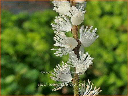 Actaea japonica &#039;Silver Blush&#039; | Zilverkaars, Oktoberkaars, Christoffelkruid | Herbst-Silberkerze | Japanese Bugbane