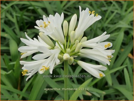 Agapanthus &#039;Thumbelina&#039; | Afrikaanse lelie, Kaapse lelie, Liefdesbloem | Schmucklilie | African Lily