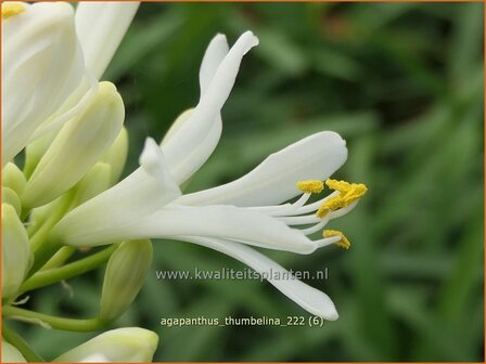 Agapanthus &#039;Thumbelina&#039; | Afrikaanse lelie, Kaapse lelie, Liefdesbloem | Schmucklilie | African Lily