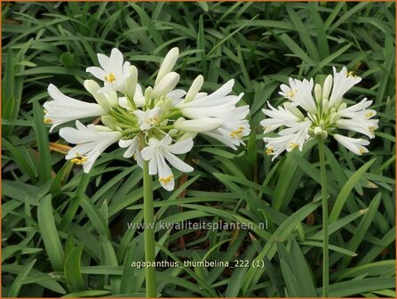 Agapanthus &#039;Thumbelina&#039; | Afrikaanse lelie, Kaapse lelie, Liefdesbloem | Schmucklilie | African Lily