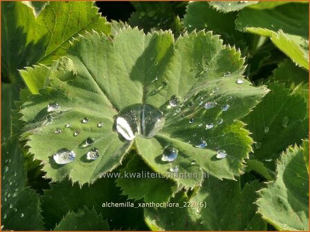 Alchemilla xanthochlora | Geelgroene vrouwenmantel, Vrouwenmantel | Gelbgr&uuml;ner Frauenmantel | Intermediate Lady&#039;s-mantle