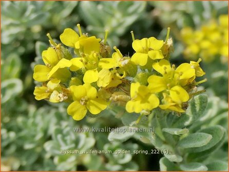 Alyssum wulfenianum &#039;Golden Spring&#039; | Schildzaad | Wulfens Steinkraut | Alisons