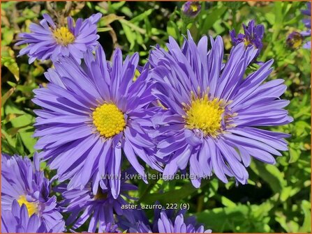 Aster &#039;Azurro&#039; | Aster | Aster | Aster