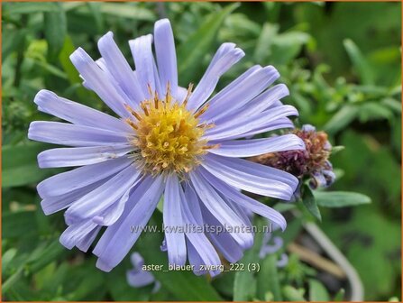 Aster &#039;Blauer Zwerg&#039; | Aster | Aster | Aster