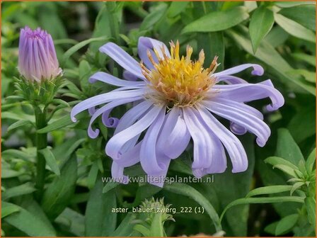 Aster &#039;Blauer Zwerg&#039; | Aster | Aster | Aster