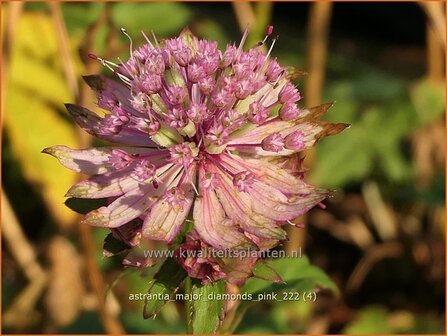 Astrantia major &#039;Diamonds Pink&#039; | Zeeuws knoopje, Groot sterrenscherm | Gro&szlig;e Sterndolde | Greater Masterwort
