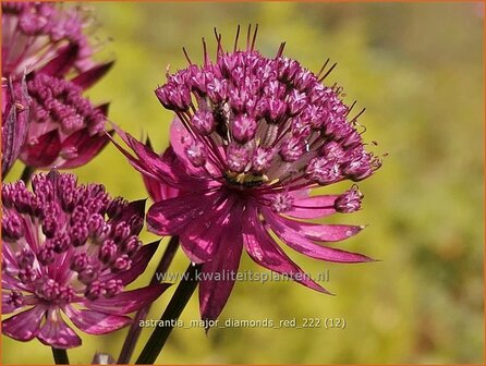 Astrantia major &#039;Diamonds Red&#039; | Zeeuws knoopje, Groot sterrenscherm | Gro&szlig;e Sterndolde | Greater Masterwort