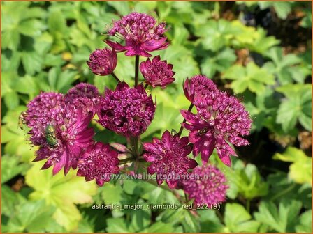 Astrantia major &#039;Diamonds Red&#039; | Zeeuws knoopje, Groot sterrenscherm | Gro&szlig;e Sterndolde | Greater Masterwort