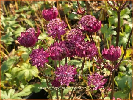 Astrantia major &#039;Diamonds Red&#039; | Zeeuws knoopje, Groot sterrenscherm | Gro&szlig;e Sterndolde | Greater Masterwort