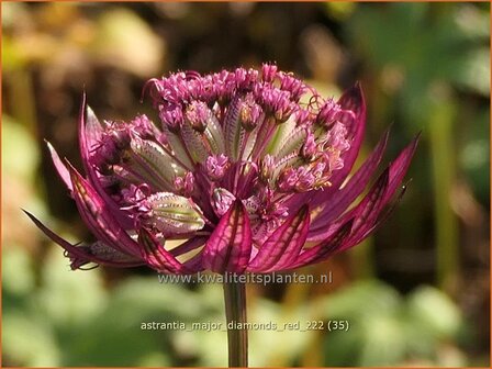 Astrantia major &#039;Diamonds Red&#039; | Zeeuws knoopje, Groot sterrenscherm | Gro&szlig;e Sterndolde | Greater Masterwort