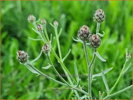 Centaurea rhaetica | Korenbloem, Centaurie | &Auml;tische Flockenblume | Rhaetian knapweed