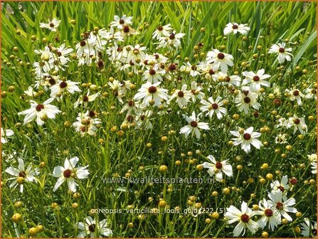 Coreopsis verticillata 'Fool's Gold' | Meisjesogen | Quirlbl&auml;ttriges M&auml;dchenauge | Whorled Coreopsis
