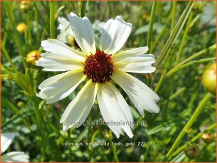 Coreopsis verticillata 'Fool's Gold' | Meisjesogen | Quirlbl&auml;ttriges M&auml;dchenauge | Whorled Coreopsis