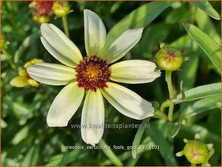 Coreopsis verticillata 'Fool's Gold' | Meisjesogen | Quirlbl&auml;ttriges M&auml;dchenauge | Whorled Coreopsis