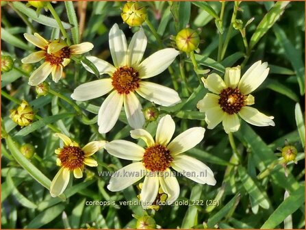 Coreopsis verticillata 'Fool's Gold' | Meisjesogen | Quirlbl&auml;ttriges M&auml;dchenauge | Whorled Coreopsis