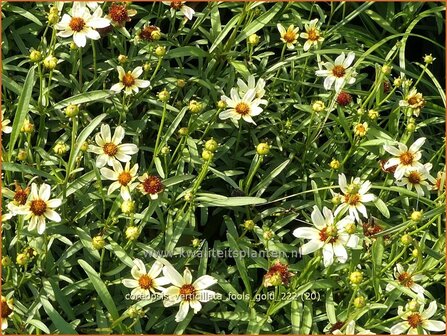 Coreopsis verticillata 'Fool's Gold' | Meisjesogen | Quirlbl&auml;ttriges M&auml;dchenauge | Whorled Coreopsis