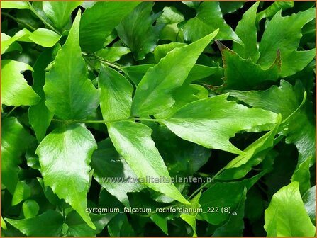 Cyrtomium falcatum &#039;Rochfordianum&#039; | IJzervaren, Hulstvaren | Bogen-Sichelfarn | House Holly-fern