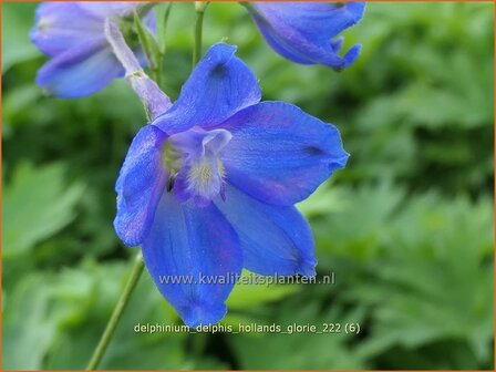 Delphinium &#039;Delphi&#039;s Hollands Glorie&#039; | Ridderspoor | Rittersporn | Larkspur