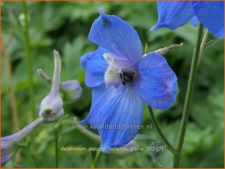 Delphinium &#039;Delphi&#039;s Hollands Glorie&#039; | Ridderspoor | Rittersporn | Larkspur