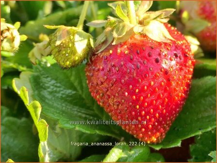 Fragaria ananassa &#039;Loran&#039; | Tuinaardbei, Aardbei | Garten-Erdbeere | Garden Strawberry