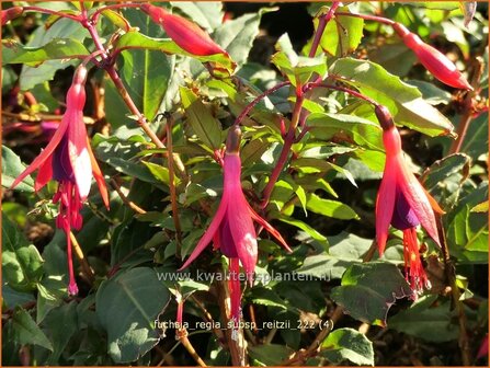 Fuchsia regia subsp. reitzii | Bellenplant, Tuinfuchsia, Fuchsia | Fuchsie | Fuchsia