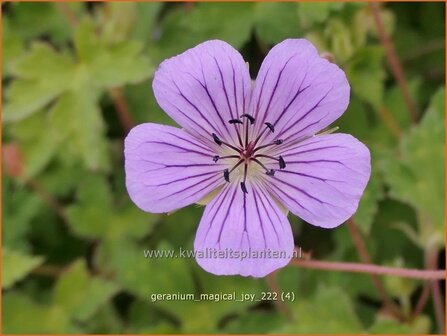 Geranium &#039;Magical Joy&#039; | Ooievaarsbek, Tuingeranium, Geranium | Storchschnabel | Cranesbill