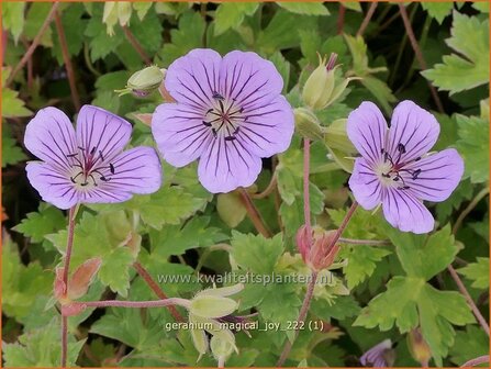 Geranium &#039;Magical Joy&#039; | Ooievaarsbek, Tuingeranium, Geranium | Storchschnabel | Cranesbill
