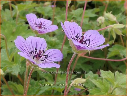 Geranium &#039;Magical Joy&#039; | Ooievaarsbek, Tuingeranium, Geranium | Storchschnabel | Cranesbill