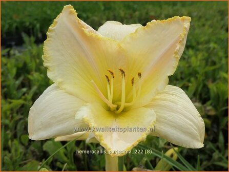 Hemerocallis &#039;Purissima&#039; | Daglelie | Taglilie | Day Lily