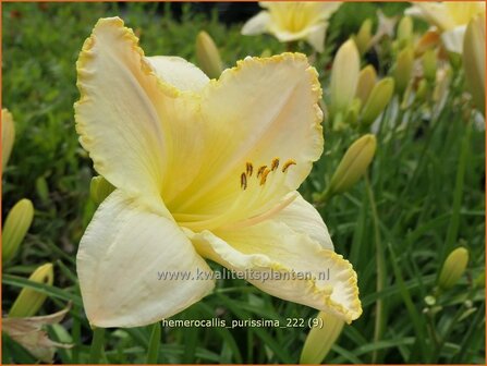 Hemerocallis &#039;Purissima&#039; | Daglelie | Taglilie | Day Lily