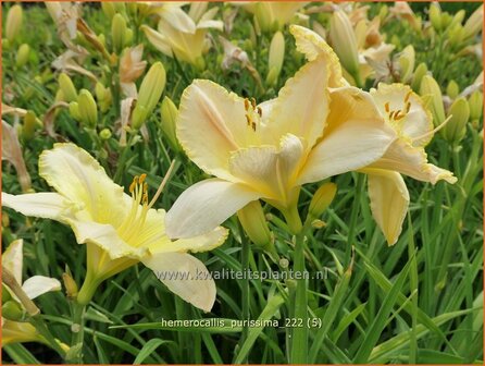 Hemerocallis &#039;Purissima&#039; | Daglelie | Taglilie | Day Lily