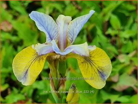 Iris sibirica &#039;Tipped in Blue&#039; | Siberische iris, Lis, Iris | Sibirische Schwertlilie | Siberian Iris