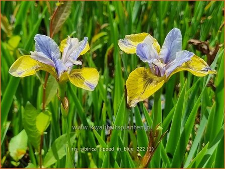 Iris sibirica &#039;Tipped in Blue&#039; | Siberische iris, Lis, Iris | Sibirische Schwertlilie | Siberian Iris