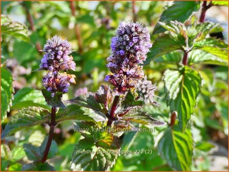 Mentha piperita 'Agnes' | Pepermunt, Munt | Pfefferminze | Peppermint