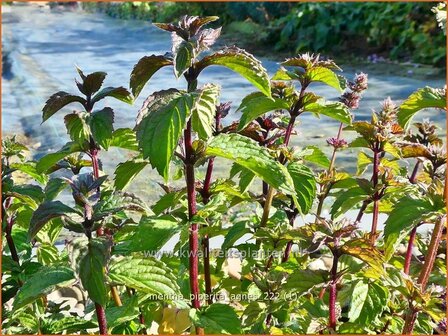 Mentha piperita 'Agnes' | Pepermunt, Munt | Pfefferminze | Peppermint