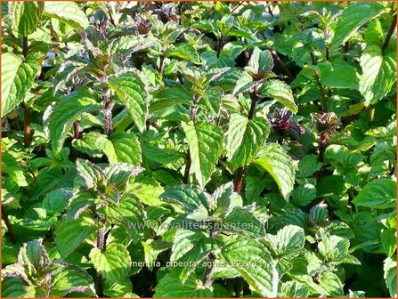 Mentha piperita 'Agnes' | Pepermunt, Munt | Pfefferminze | Peppermint