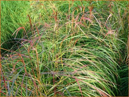 Miscanthus sinensis &#039;Ruby Cute&#039; | Chinees prachtriet, Chinees riet, Japans sierriet, Sierriet | Chinaschilf | Eulalia