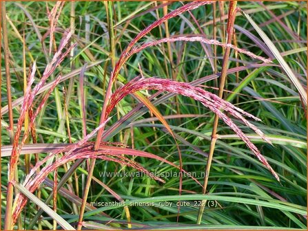 Miscanthus sinensis &#039;Ruby Cute&#039; | Chinees prachtriet, Chinees riet, Japans sierriet, Sierriet | Chinaschilf | Eulalia