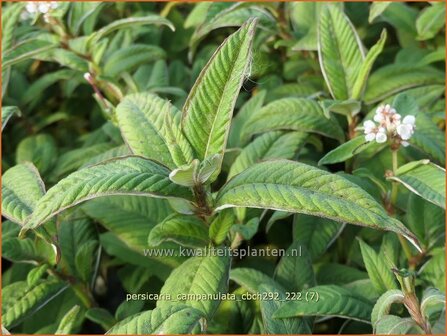 Persicaria campanulata &#039;CBCH292&#039; | Belletjesduizendknoop, Klokjesduizendknoop, Duizendknoop | Glockenkn&ouml;terich | Les