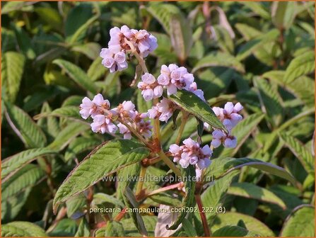 Persicaria campanulata &#039;CBCH292&#039; | Belletjesduizendknoop, Klokjesduizendknoop, Duizendknoop | Glockenkn&ouml;terich | Les