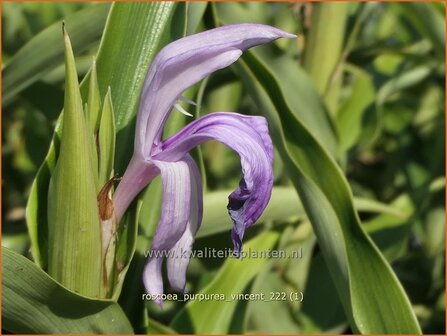 Roscoea purpurea &#039;Vincent&#039; | Gemberorchidee, Bergorchidee | Purpurbl&uuml;hende Scheinorchidee | Purple Roscoea