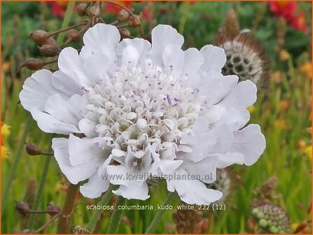Scabiosa columbaria &#039;Kudo White&#039; | Duifkruid, Schurftkruid | Tauben-Skabiose | Pigeon&#039;s Scabious